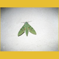 IMG_1380.JPG
